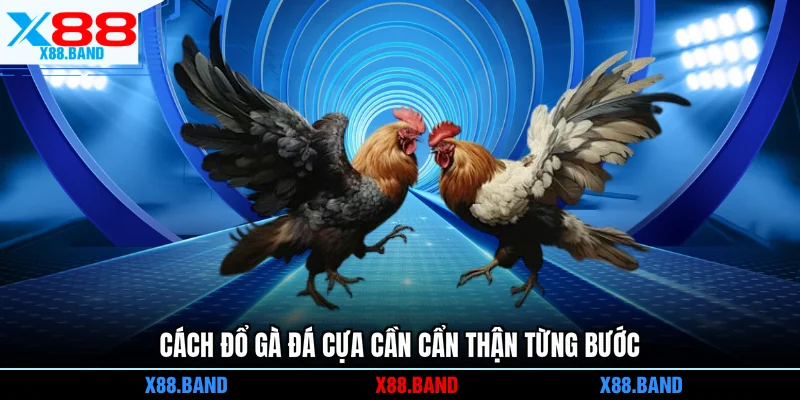 Cách đổ gà đá cựa cần cẩn thận từng bước