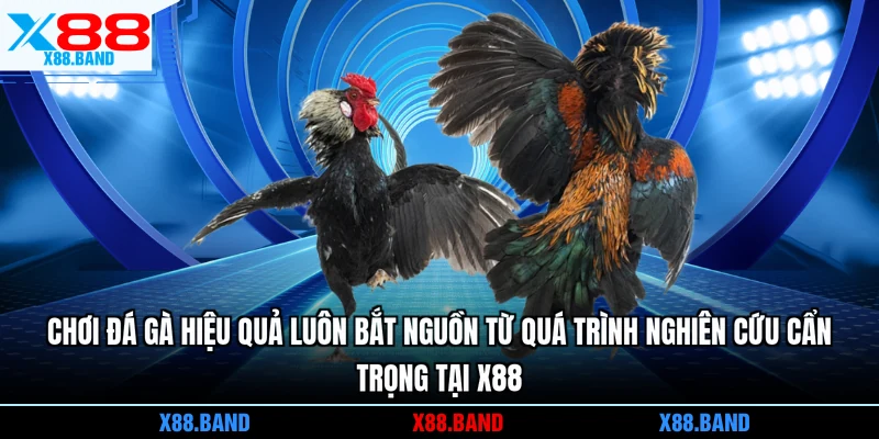 Chơi đá gà hiệu quả luôn bắt nguồn từ quá trình nghiên cứu cẩn trọng tại X88