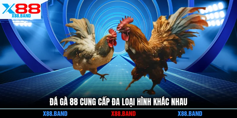 Đá gà 88 cung cấp đa loại hình khác nhau