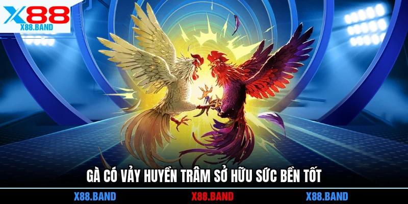 Gà có vảy huyền trâm sở hữu sức bền tốt